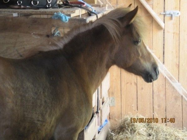 Bilder Restaurant Ristorante dal Contadino