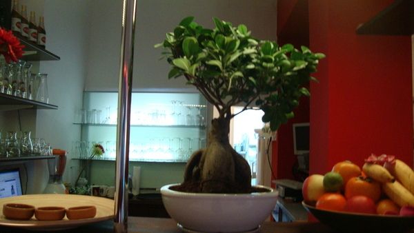 Bilder Restaurant Com Viet