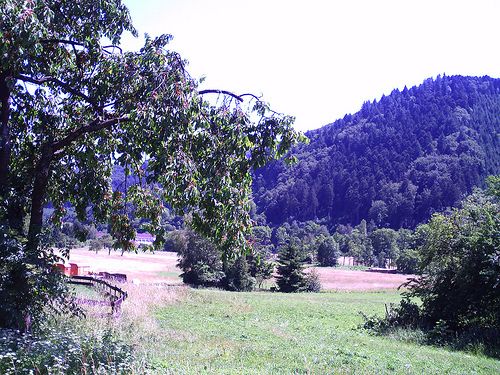 Bilder Restaurant Jägerhof Landgasthof