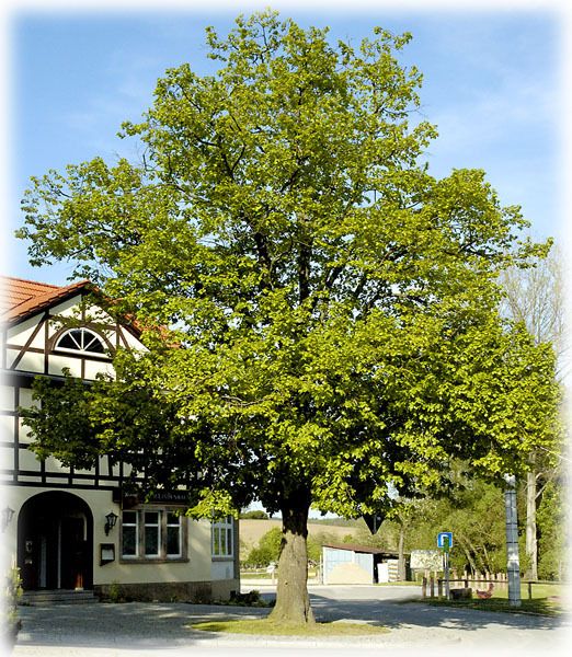 Bilder Restaurant Zum Lindenbaum